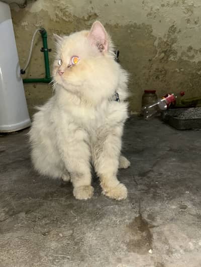 Persian male cat