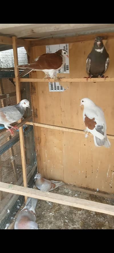 For sell All pegion mix category