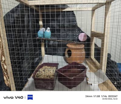 eggs pair good  1500 with cage