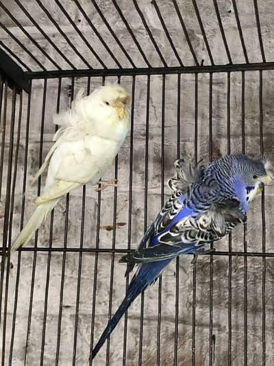 hogoromo Breeder Pair