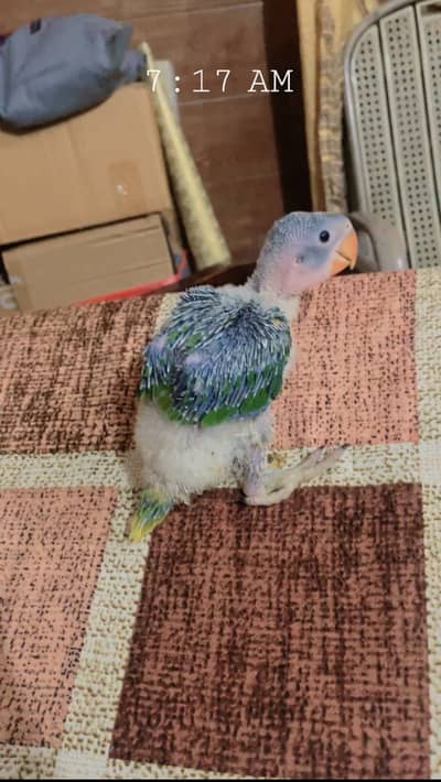 Jumbo Size Raw Chicks (Near to Full cover) are availablefor sale