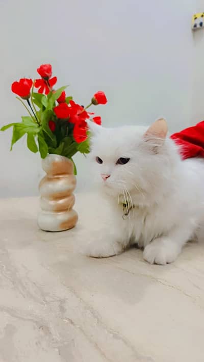 blue eyes triple coated