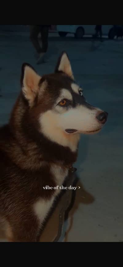 Contact only whatsap