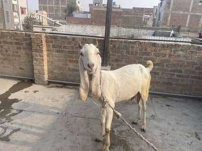 Bakri