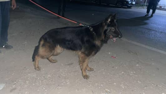 German Shepherd adult male available confirm stud