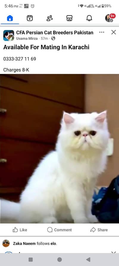 Peke Face Stud Male For Sale.