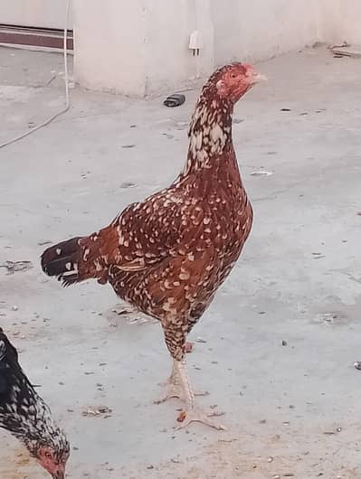 watapp number 03334948562