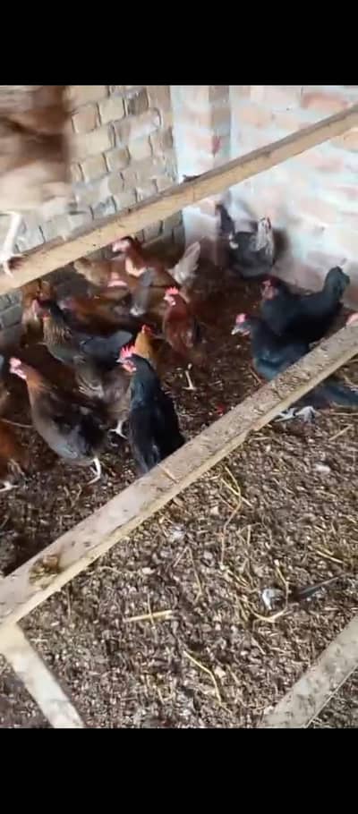australorp egg laying hen for sale