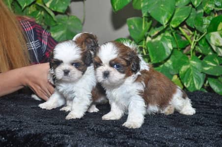 Shitzu male ND female puppies available