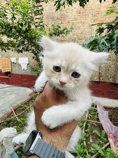Persian Cat Light Brown White Color For Sale