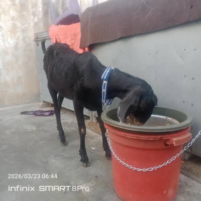 char dant ho rahi hai male female baby