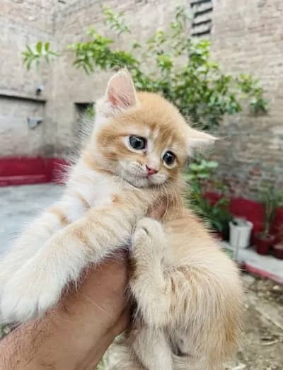 Persian Cat Brown Color For Sale