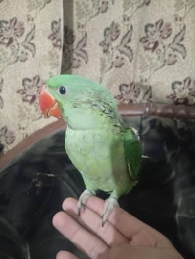 raw parrot for sale
