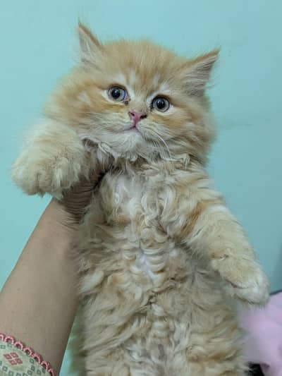 Persian Cat for sale