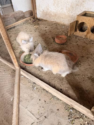 Lionhead dwarf breeder pair for sale.