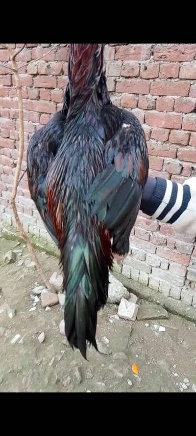 pure golden havey buff chiks