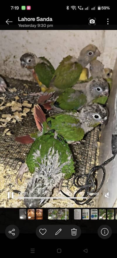Conure Chicks