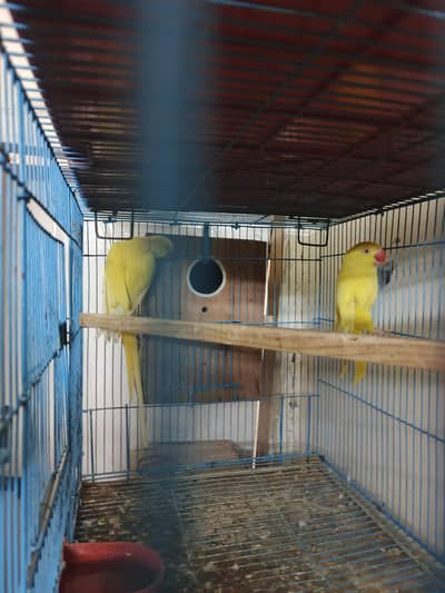 Yellow Parrot Breeder Pair