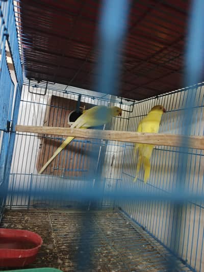 Yellow Parrot Breeder Pair