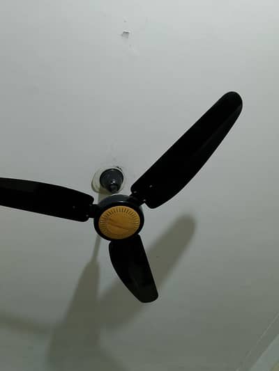 1Gfc and 1 Royal Fan