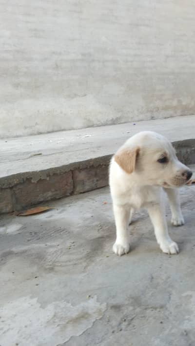 Labrador Retriever – Loyal Family Dog for Sale