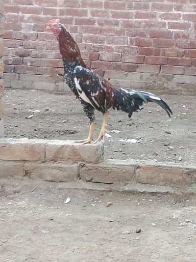 margai hai,03014651602