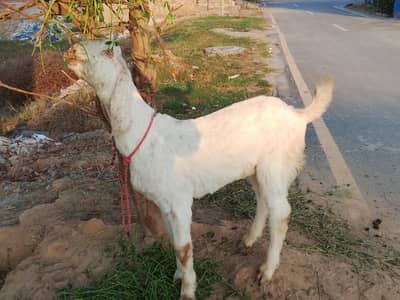 khasi Bakra for Eid 2026