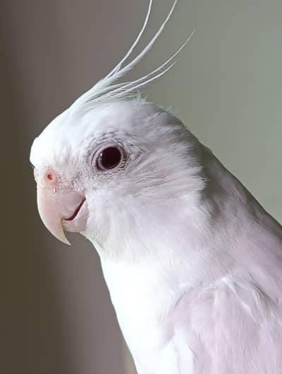 Handtamed female cockatiel required