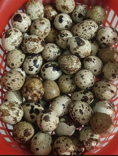 batair fertile eggs available