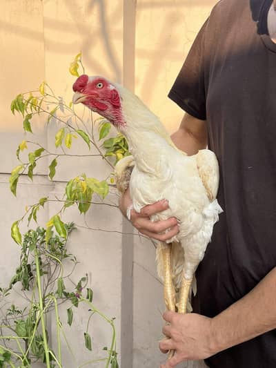 Rare Indian Theekar Breed Top class One year Age male .