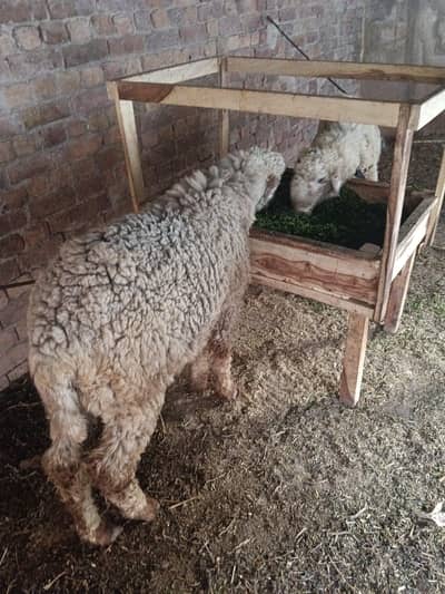 2026 qurbani k ley khubsurt chatry