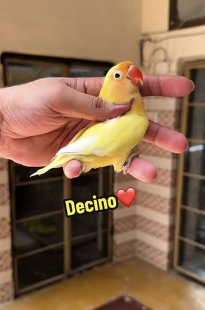 Love bird  Breeder Pairs