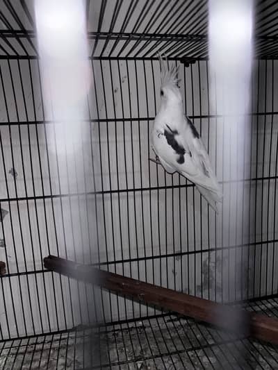 Vpied male very good quality