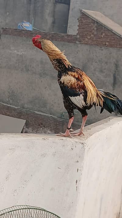 Assel Murga For Sale