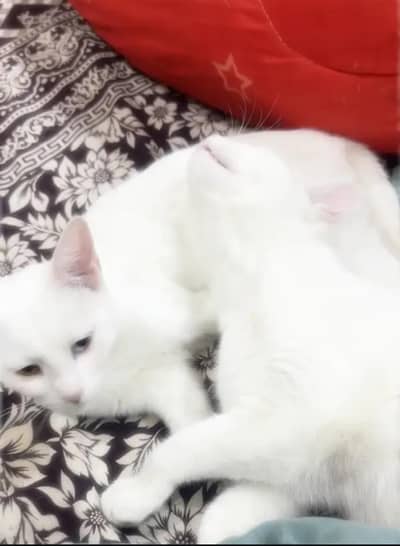 Pure white persian Cat