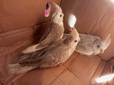 cocktail chicks for sale