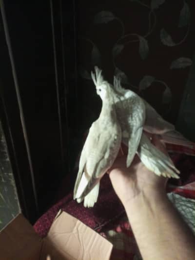 cocktail chicks for sale