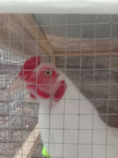 Top Quality Heera Aseel Pair