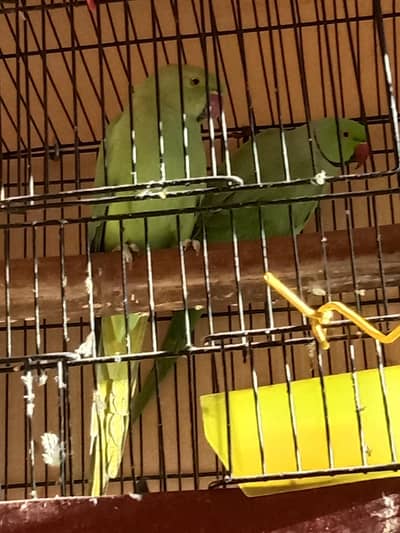 parrot pair exchange possible