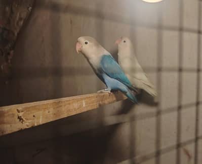 love Birds Blue Fishry With Eggs bredar Pair