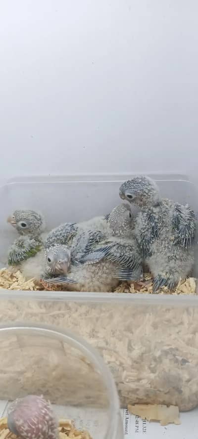 pineapple and green chick conure baby