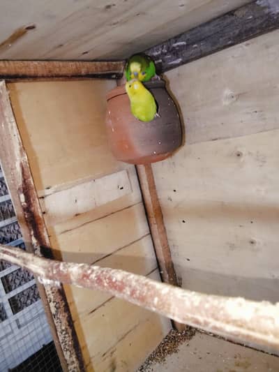 king breeder pair full heat pa ha