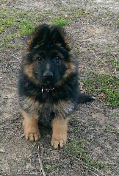 Gurman Shaft Dog My WhatsApp 03427379787 (0&$#@)