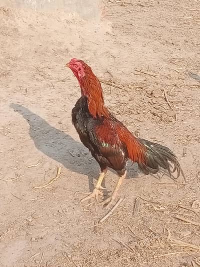 Assel pattay for sale breeder , shook karnay walay .