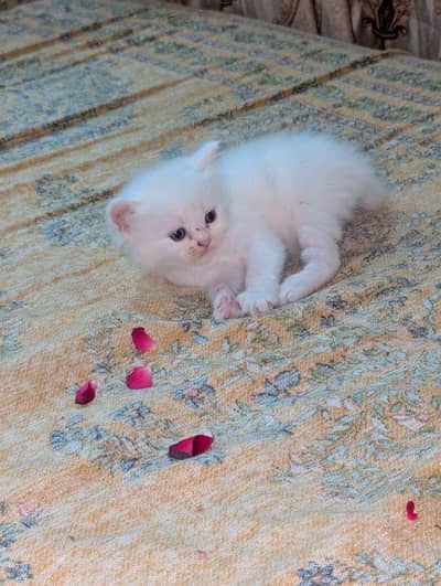 3 Pure White Persian Kittens - Double Coat (1 Male, 2 Female) -