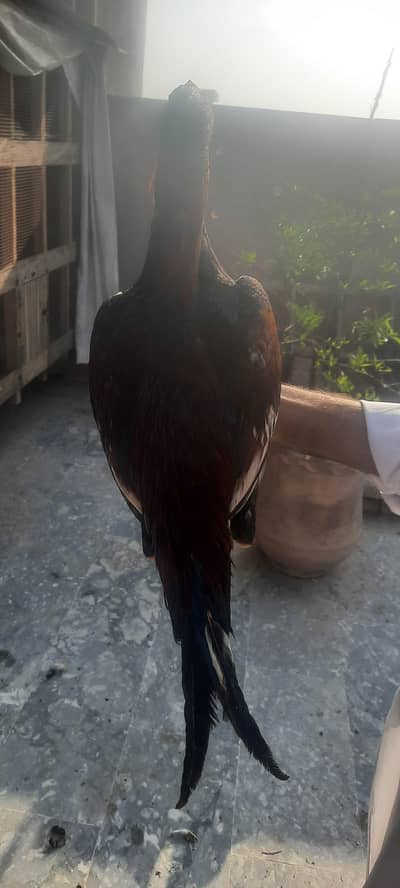 aseel murga desi murgeyan