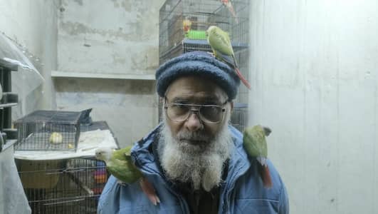 Pineapple Or Yellow sided conure chicks