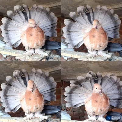 Indian Fantail Top Class