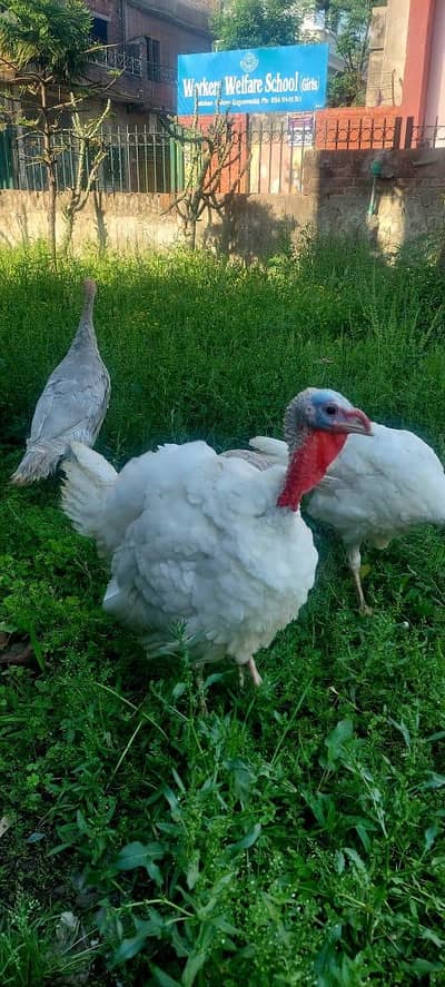 Turkey pair | Peru | 2 mail 2 female