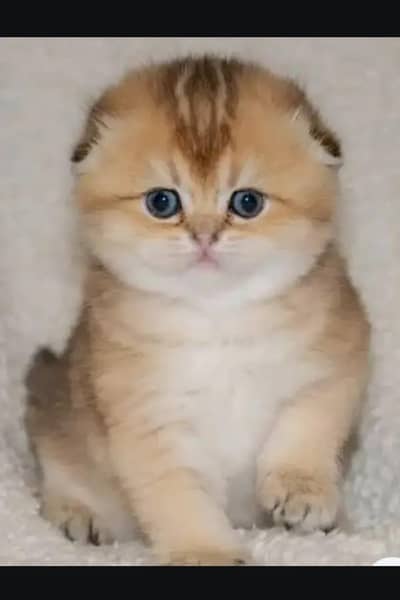 Scottish fold kittin . 0313 4935014